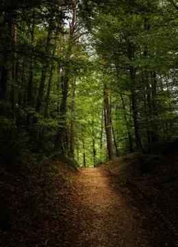Bright path in the dark forest with high trees Stock Photos