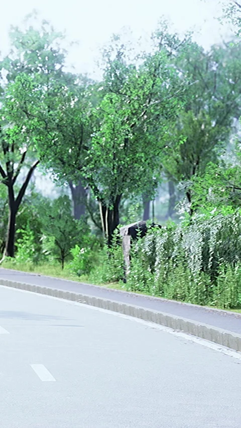 Bright pathway near trees along a road during daytime in a park setting Vidéo 335092719