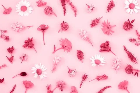 Bright pattern of flowers, as backdrop or texture. Color of the year 2023. To Stock Photos