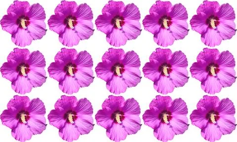 Bright pattern with pink purple Mallow flower heads Stock Illustration
