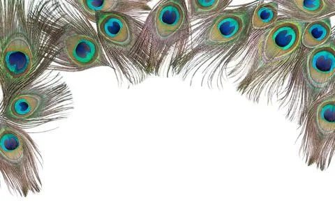 Bright peacock feathers on the white background Stock Photos