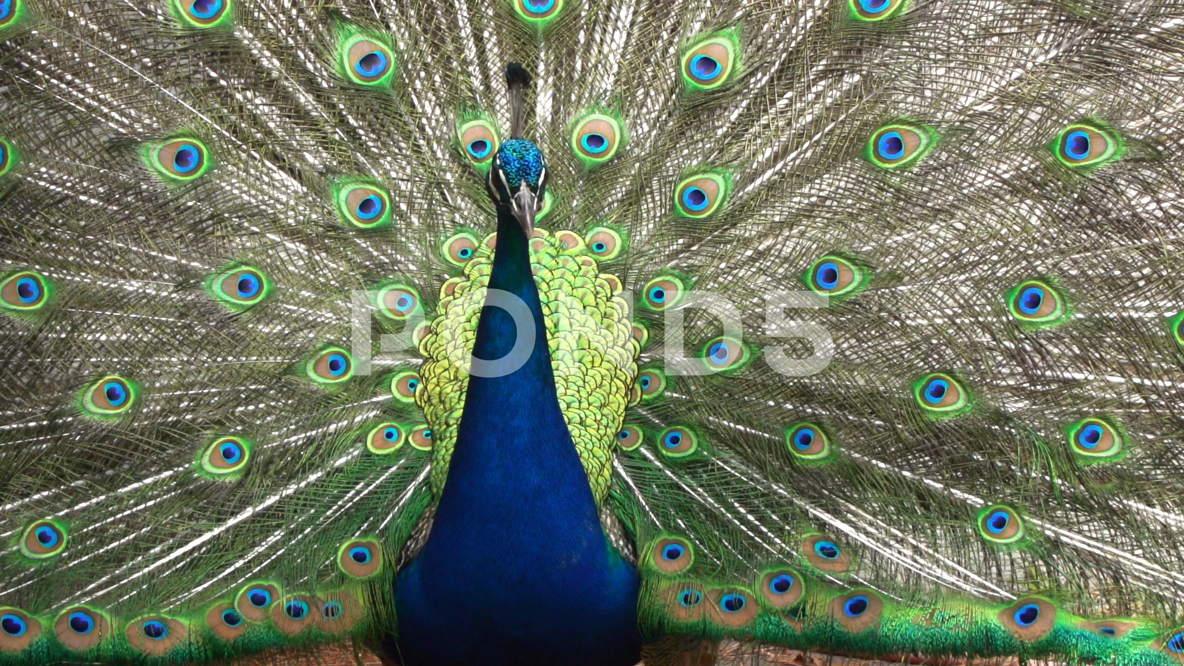 bright peacock strutting his tail feathe... | Stock Video | Pond5