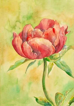 Bright peony flower Illustrazione stock