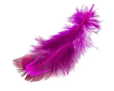Bright pheasant feather elegant isolated on the white background Stock Photos