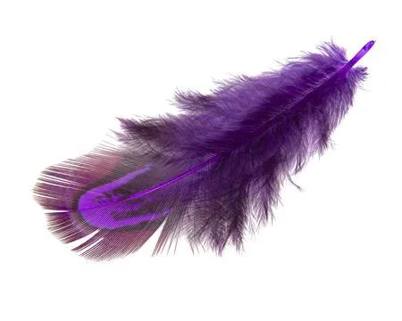 Bright pheasant feather elegant isolated on the white background Stock Photos