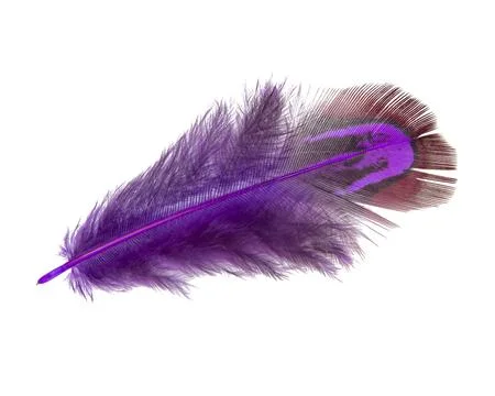 Bright pheasant feather elegant isolated on the white background Stock Photos