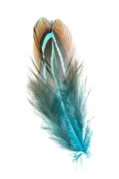 Bright pheasant feather elegant isolated on the white background Stock Photos