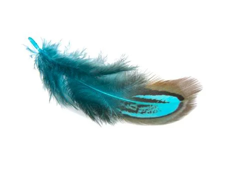 Bright pheasant feather elegant isolated on the white background Stock Photos
