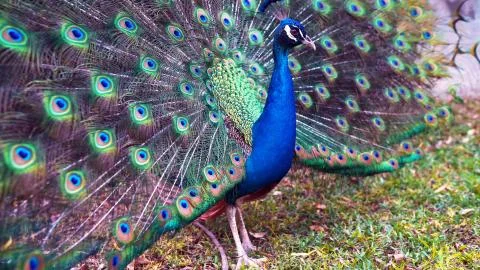 Bright pheasant opened its feathers on the tail Foto stock