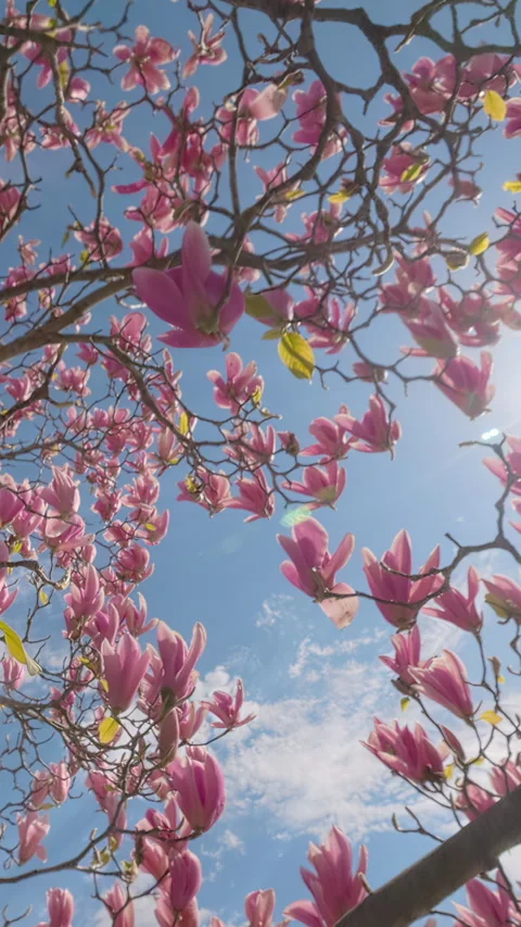 Bright, piercing god rays illuminate magnolia in full bloom covered in large Stock Footage 338133885