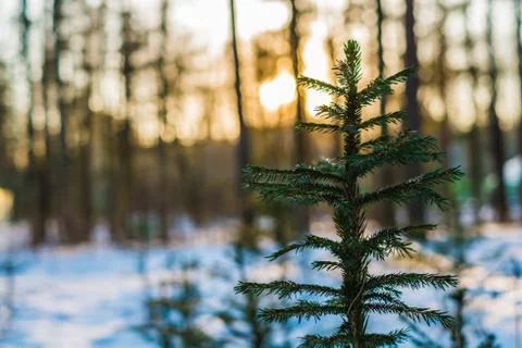 Bright pine tree on sunny winter day with nice background Stock Photos