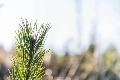 Bright pine tree twig Stock Photos