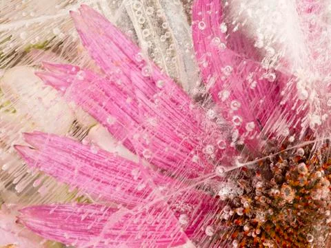 Bright pink abstract with bubbles Stock Photos