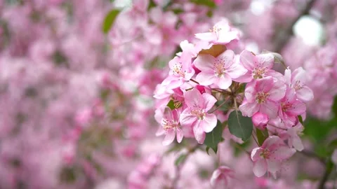 Bright pink apple trees Stock Footage 154571735