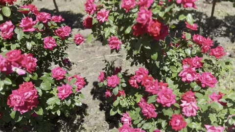 Bright Pink Blossoms Stock Footage 229562966
