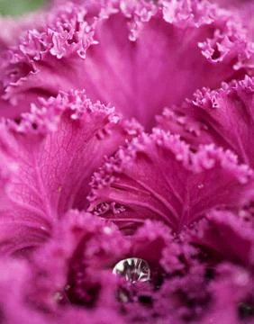 Bright pink cabbage leafs background Foto stock