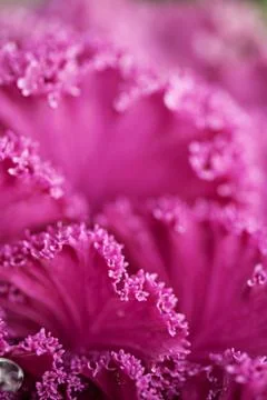 Bright pink cabbage leafs background Stock Photos