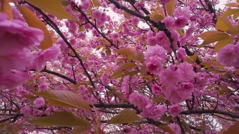 Bright pink cherry blossoms cover the tree in spring.  Stock Footage 337940223