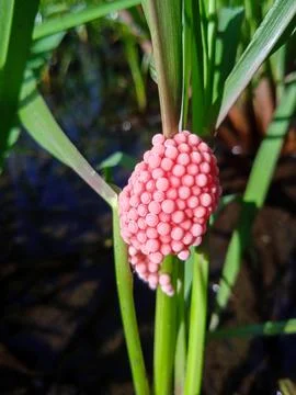 Bright pink cherry snail eggs cling to a plant stem above water. Stock Photos