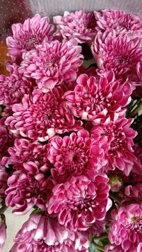 Bright pink chrysanthemum Stock Photos