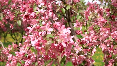 Bright pink crabapple tree branches covered with abundant flowers. Lush blo.. Video stock 341046317