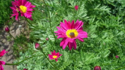 Bright pink daisies Stock Footage 197143562