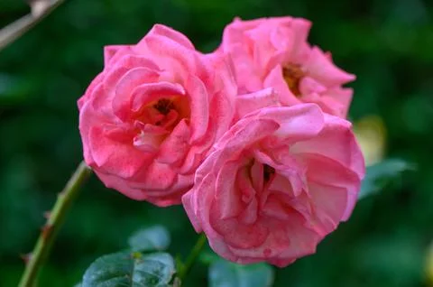 Bright pink double bloom rose with very full petals opening in waves Stock Photos