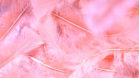 Bright pink feathers falling in slowmotion on bed of feathers Stock Footage 80925935