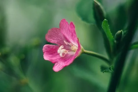 Bright pink flower codlins-and-cream, epilobium hirsutum, great hair willowhe Stock Photos