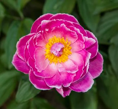 Bright Pink Flower Stock Photos