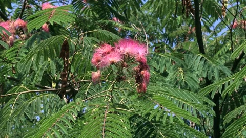 Bright pink flowers of Albizia Saman (Sa... | Stock Video | Pond5