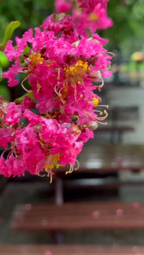 Bright pink flowers begin to fall from flowering tree during cool seasonal Stock Footage 343623877