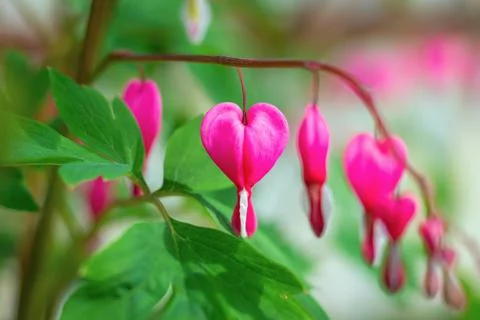 Bright pink flowers of the Dicentra plant in the shape of a heart. A beautifu Stock Photos