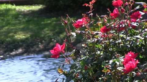 Bright pink flowers moving in the wind near pond, background blurred Stock Footage 61854944