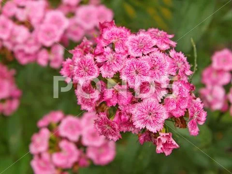 Bright pink flowers Stock Photos