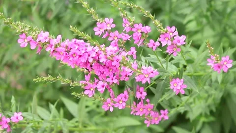 Bright pink flowers in spring Stock Footage 233272592