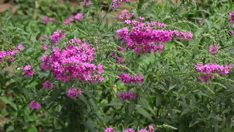 Bright pink flowers in spring Stock Footage 233272683