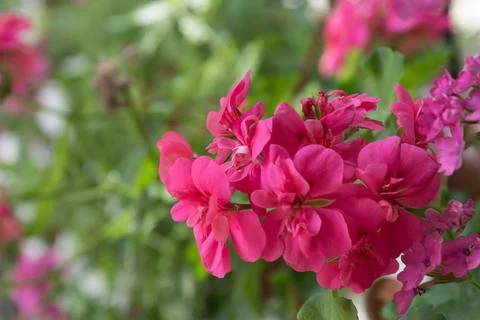 Bright pink geranium close-up. Juicy beautiful colors Stock Photos
