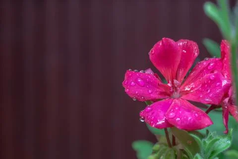 Bright pink geraniums Stock-Fotos