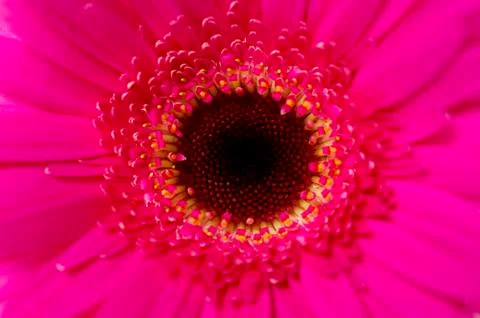 Bright pink gerbera macro close up Фото