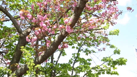 BRIGHT PINK GREEN BRANCHES Stock Footage 183102338