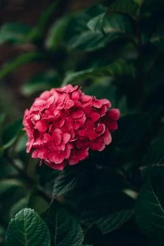 Bright pink Hydrangea, Blooming hydrangea close-up. Lush flowering hortensia. Foto stock
