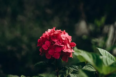 Bright pink Hydrangea, Blooming hydrangea close-up. Lush flowering hortensia. Foto stock