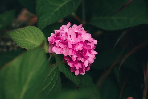 Bright pink Hydrangea, Blooming hydrangea close-up. Lush flowering hortensia. Stock Photos