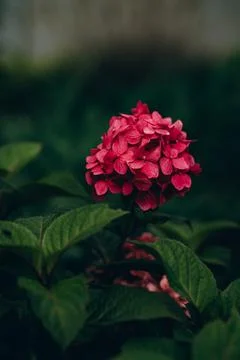 Bright pink Hydrangea, Blooming hydrangea close-up. Lush flowering hortensia. Stock Photos