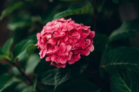 Bright pink Hydrangea, Blooming hydrangea close-up. Lush flowering hortensia. Stock Photos