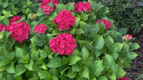 Bright pink hydrangea flowers amidst lush green leaves in a garden setting .. Stock-Footage 341353139