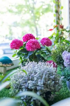 Bright pink hydrangeas bloom beside purple flowers Stock Photos