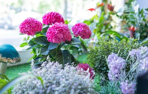 Bright pink hydrangeas bloom beside green foliage Stock Photos