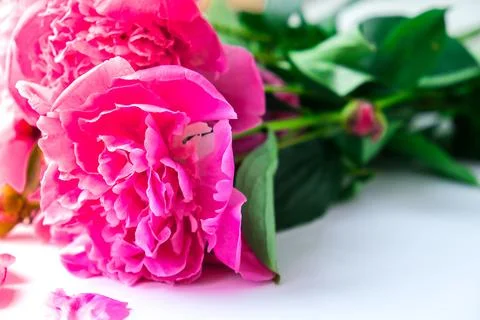 Bright pink peonies on a white background. Summer flower arrangement. Background Stock Photos